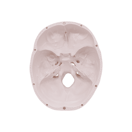 Модель «Череп человека» смонтированный
